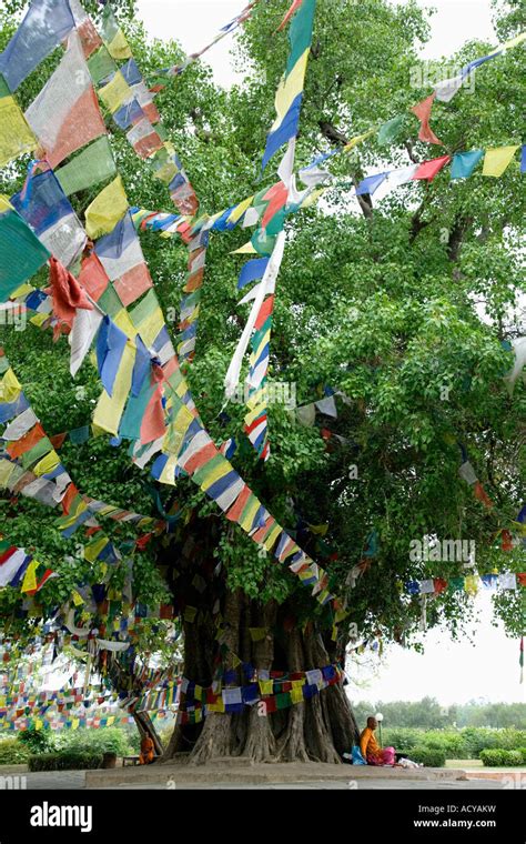 El Sagrado Rbol Bodhi Lumbini Lugar De Nacimiento De Buda Nepal