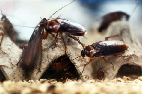 Sugar Traps Force Cockroaches To Adapt New Sex Ts Ibtimes