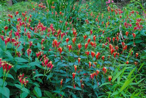 I Spy With My Little Eye Spigelia Meristem