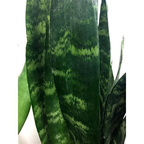 Bogenhanf Sansevieria Trifasciata Black Coral Kan Yu Ihr Feng S