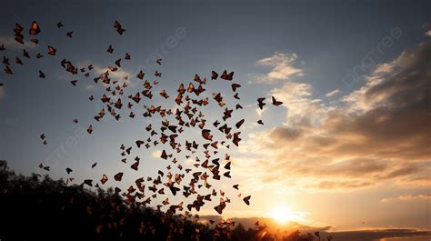 Large Flock Of Butterflies Fly Across The Sky Background Flock Of