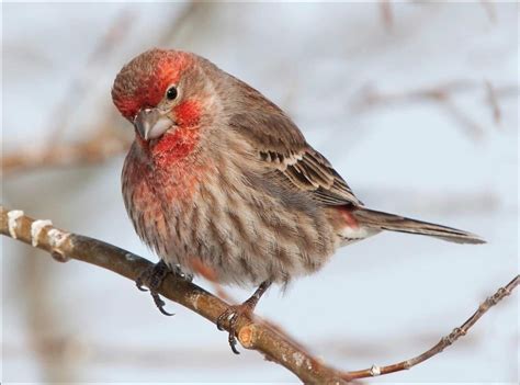 Red Finch - A-Z Animals