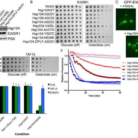 Potentiated Hsp Variants Rescue Toxicity Of Als Linked Fus Mutants