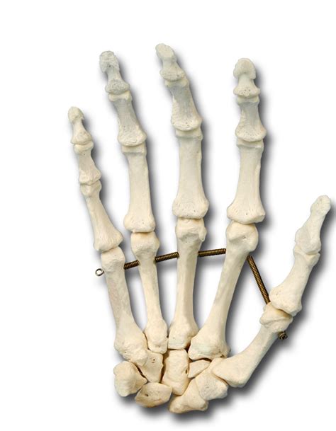 Upper Extremities Bones