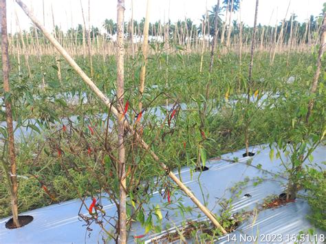 Cerita Petani Hortikultura Di Morotai Merugi Ratusan Juta Dan Gagal