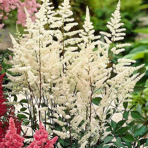 How to Grow and Care for Astilbe Plants - Recommended Tips