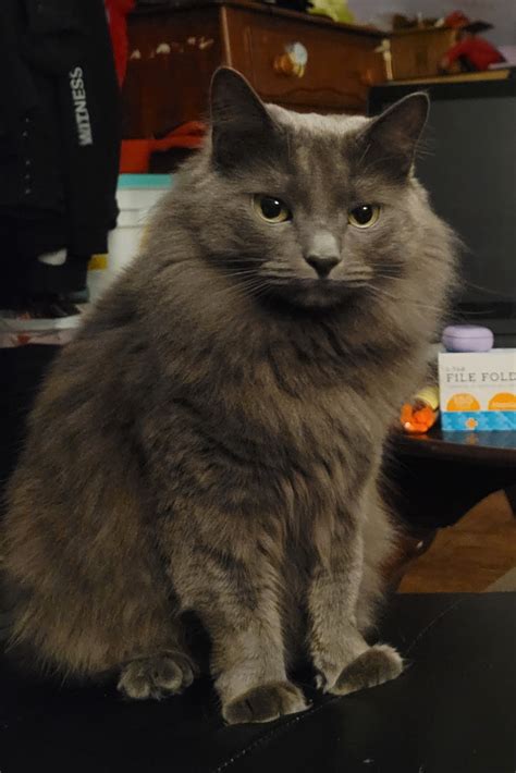 Nebelung: Creature of the Mist