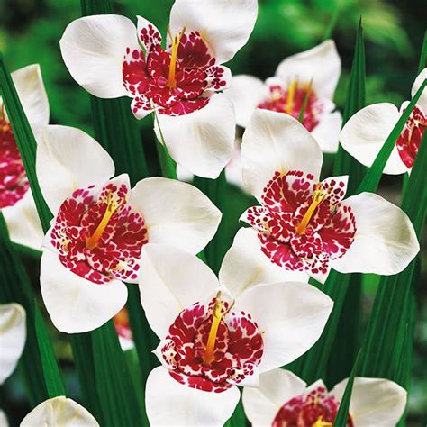 Tigridia (Tygrysówka) Alba Grandiflora 10 szt. | SPRING FLOWER BULBS ...