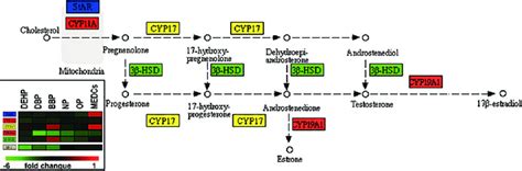 Genes associated with steroid hormones biosynthesis pathway and ...