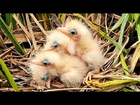 Cute Chicks Bittern Chicks Youtube