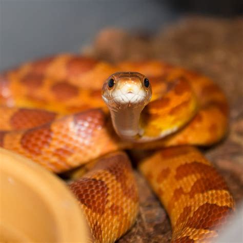 My First Corn Snake Hugglepets