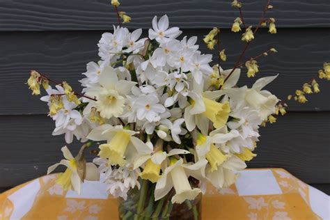 Zen In Bloom With Narcissus Winter Hazel Slowflowers Journal