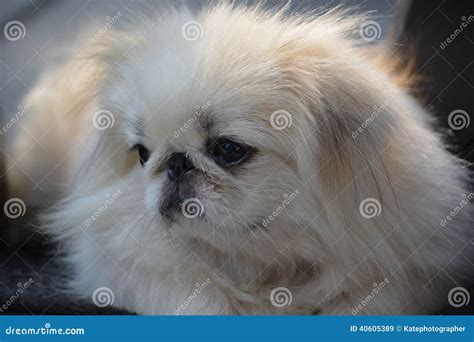 Closeup Photo Of White Pekingese Dog Stock Image Image Of Laying