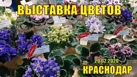 Выставка цветов в Краснодаре 🌺🌸🏵 Комнатные растения. ДК ...