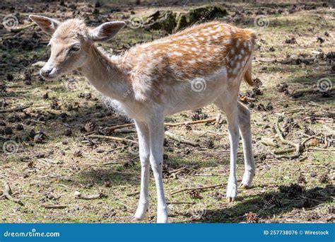 Cute Baby Deer Walking On The Farm Stock Photo Image Of Baby