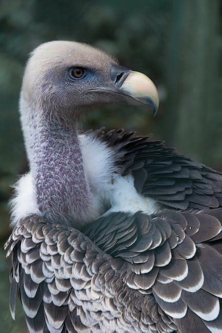 Selective Focus Close Up Photo Of White And Gray Vulture · Free Stock Photo