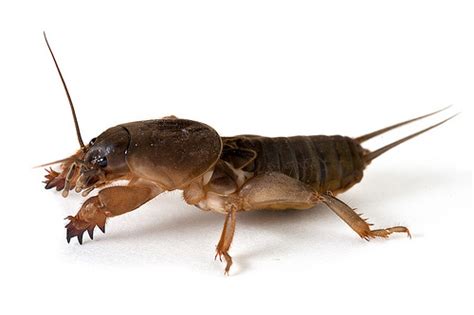 zainudin100594Bio: Tungkai pada Insecta