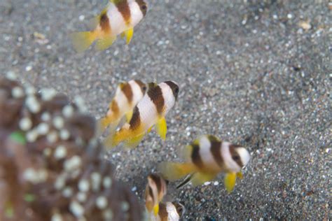 Amblypomacentrus