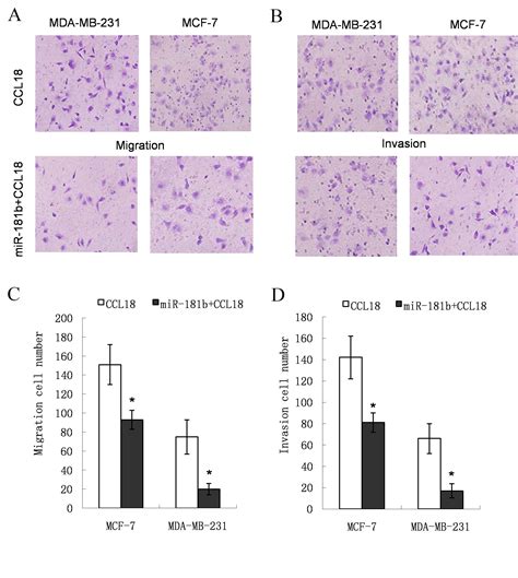 Upregulation Of Microrna 181b Inhibits Ccl18 Induced Breast Cancer Cell