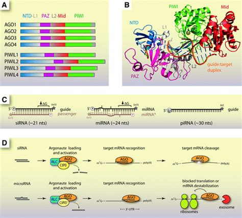 Argonaute And The Nuclear Rnas New Pathways For Rna Mediated Control