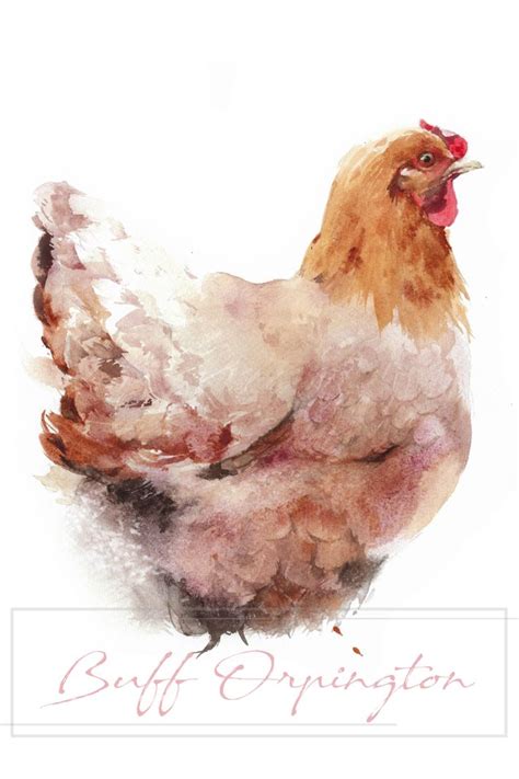 Chicken Watercolor Art Giclée Print Farm Bird Home Décor Etsy 2024