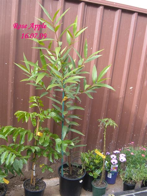 Rose Apple Syzygium Jambos