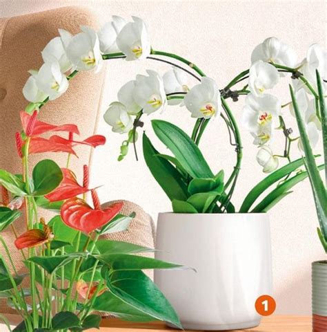 Promo Orchid E Chez Jardiland