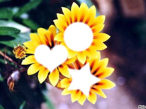 La Beauté Des Fleurs Montage Photo Pixiz