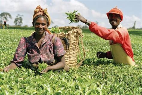 Contributions of Agriculture to Economic Development in Nigeria