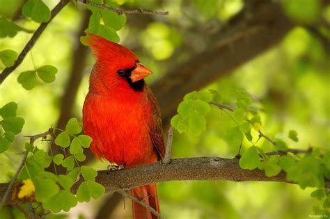 Cardinal Bird Wallpapers 4k Hd Cardinal Bird Backgrounds On Wallpaperbat