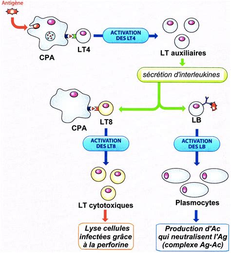 L immunité adaptative ou acquise est une immunité 1ère