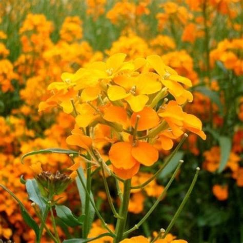 Cheiranthus Allionii WALLFLOWER SIBERIAN 20000 Seeds Etsy