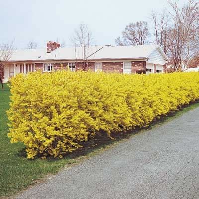 Forsythia Hedge | E-Burgess - Seed & Plant Co.