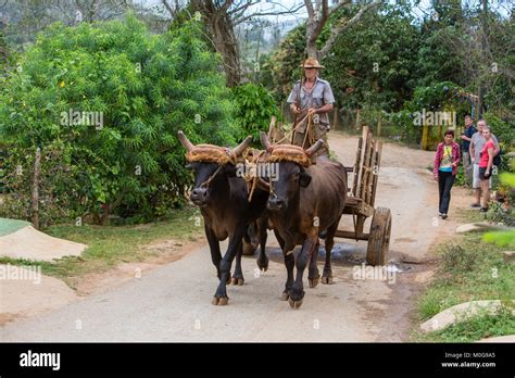 Cuba Oxen Hi Res Stock Photography And Images Alamy