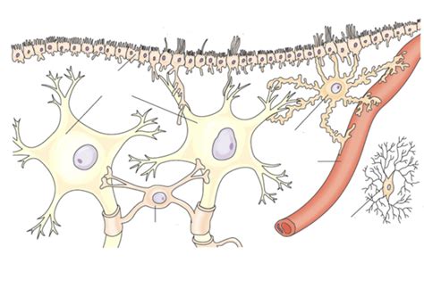 Neuroglia Cells Diagram Quizlet