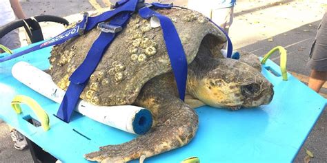 Injured Sea Turtle Rescued By Locals Is Recovering - The Dodo