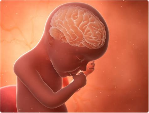 Brain Development In Infants