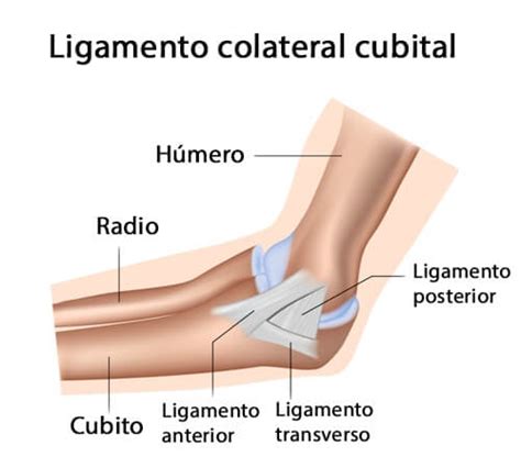 Articulaci N Del Codo Mejor Con Salud