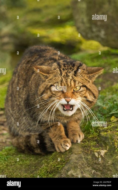 Gato montés escocés Felis silvestris grampia Mujer ronca Parque de