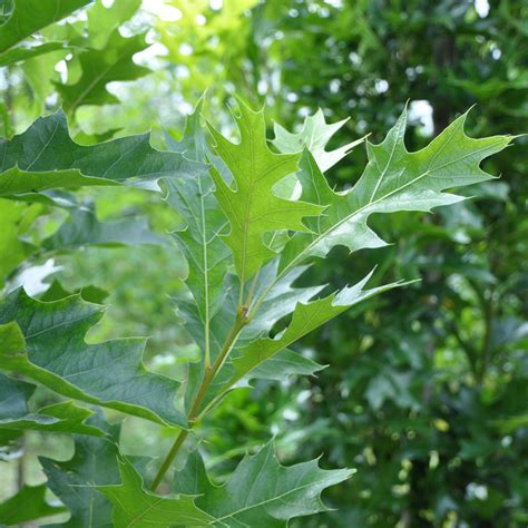 Quercus Palustris Green Pillar Pringreen K Rrek