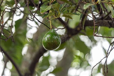 Avocado Fruit Tree stock image. Image of botanical, green - 264278265