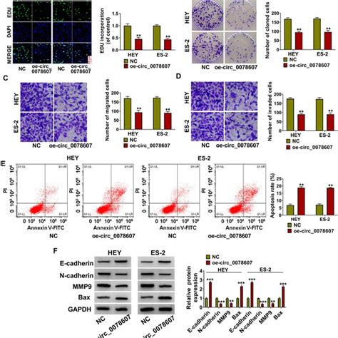 Overexpressed Circ0078607 Suppressed Oc Cell Progression Hey And Es 2 Download Scientific