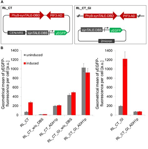 Comparison Of Red Light Induced Yegfp Fluorescence Of Yeast Cells Rl Ct Download Scientific