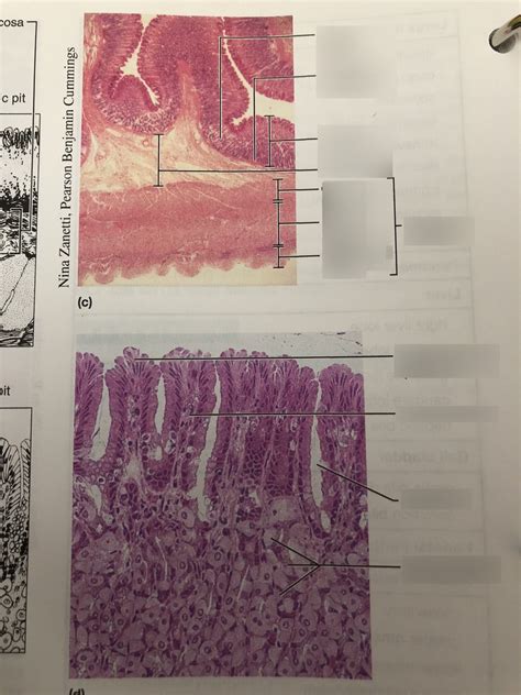 Stomach Histology Diagram Quizlet