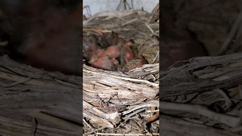 Baby Robins Youtube