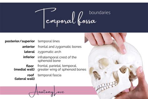 Deep Face And Infratemporal Fossa — Anatomylove