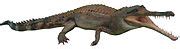Globidonta - Wikipedia
