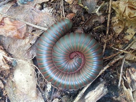 North American Millipede Project Noah