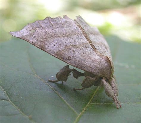 Olceclostera Angelica 8665 Angel Moth Photo Bev Wigney Photos At