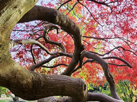 Bomen Met Mooie Herfstkleuren Kopen Ten Hoven Bomen